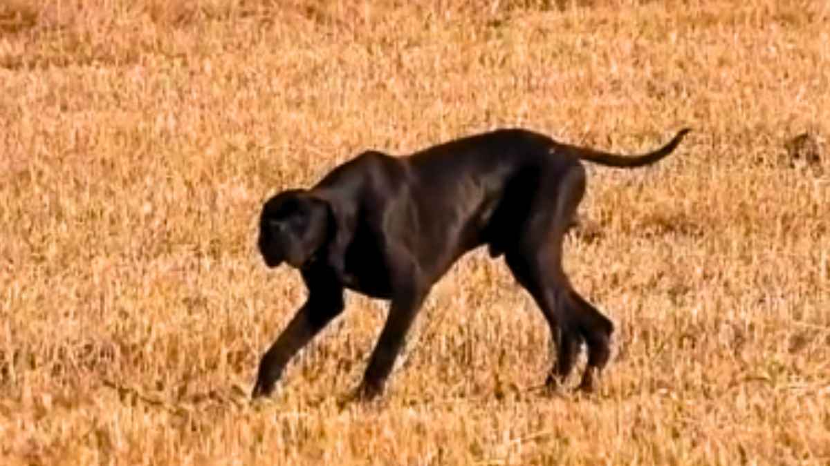 Así es la eléctrica muestra de este pointer ante la emanación de una
