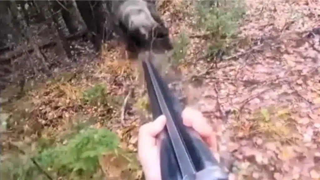 El oso frente al cazador