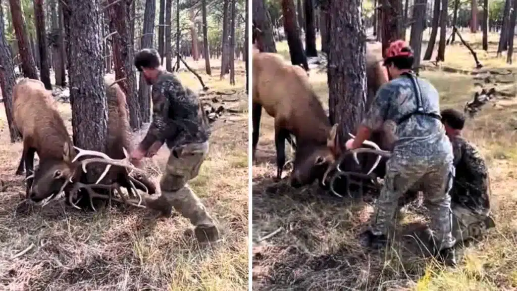 Los cazadores ayudando a los ciervos