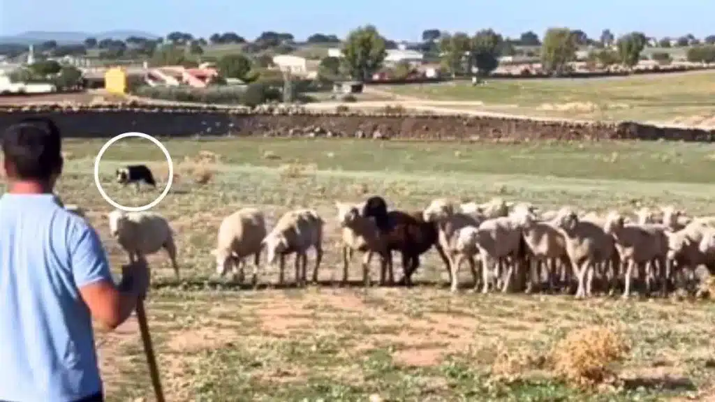 El perro pastor recogiendo a las ovejas