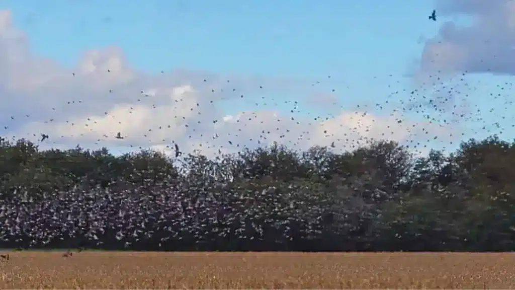 El bando de palomas torcaces en Francia