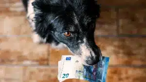 Proponen crear un impuesto por tener perros en Gijón