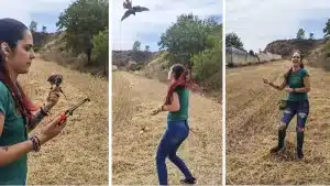 Así entrena esta joven cetrera a su cernícalo americano