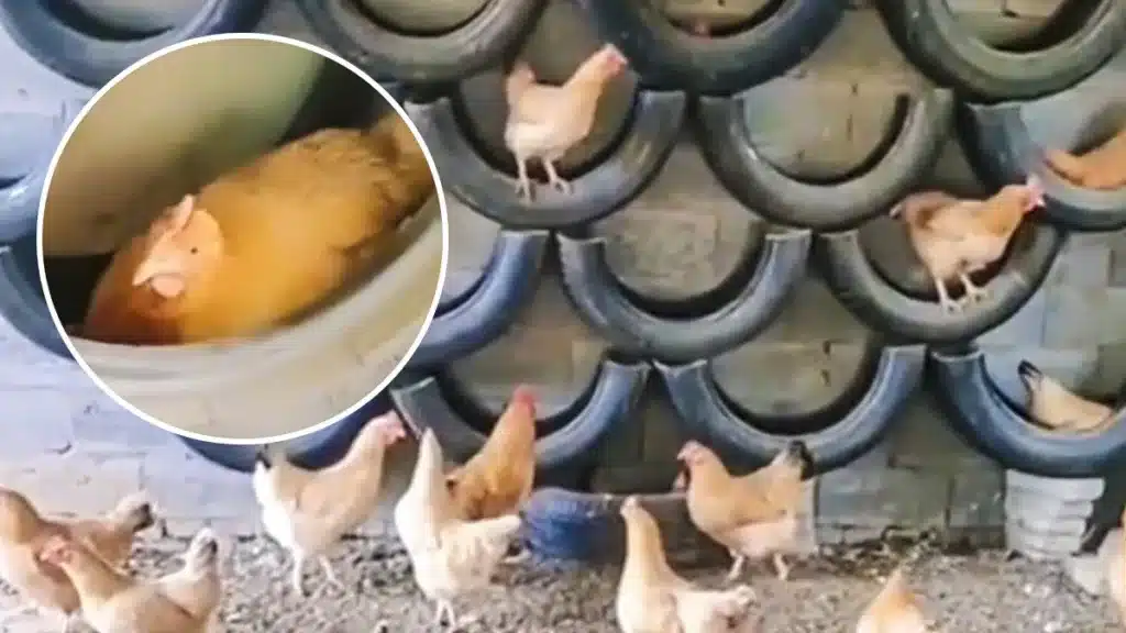 nidos neumáticos reciclados gallinas