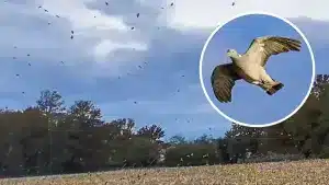 Un cazador español viaja a Francia para ver los inmensos bandos de torcaces en migración y logra grabarlos