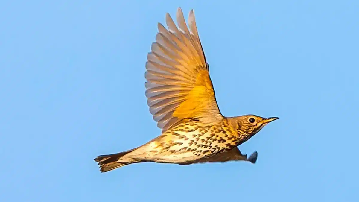 ¿Cuántos kilómetros puede llegar a viajar un zorzal antes de llegar a