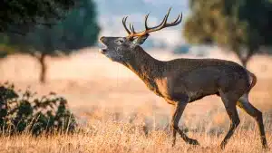 Castilla y León quiere obligar a los agricultores a vallar sus fincas para evitar los daños de corzos, ciervos y jabalíes