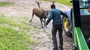 Un ciervo se planta en mitad de un camino y carga contra este agricultor y su tractor