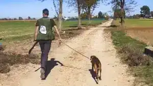 Estos son los 25 cazadores que disputarán la final del Campeonato de España de Caza Menor con perro