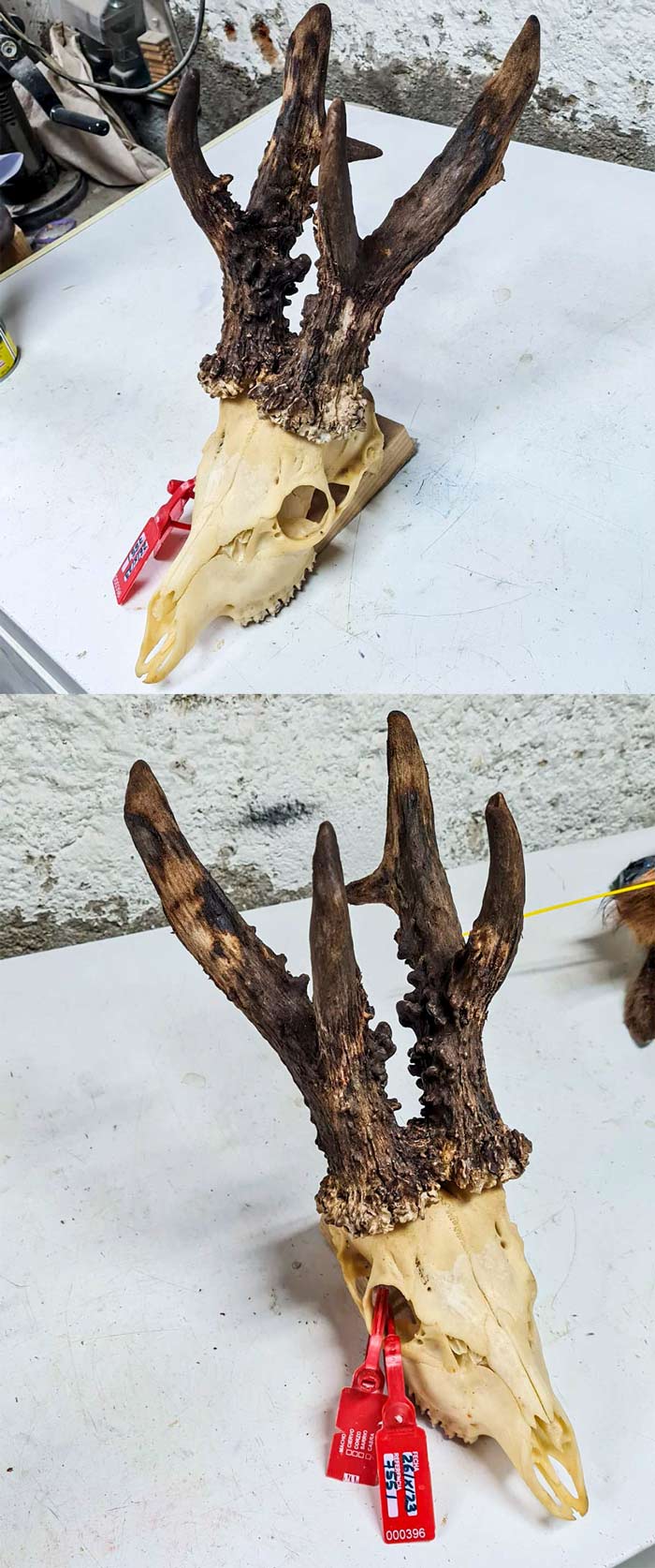 Cazan un enorme corzo en Teruel que podría ser récord de España