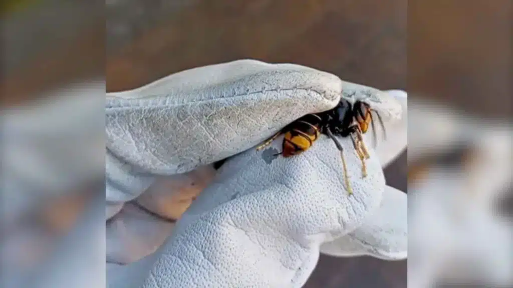 La avispa asiática en la mano del apicultor