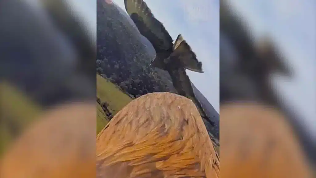 Vistas del águila real