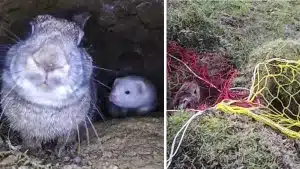 Una cámara muestra bajo tierra cómo un hurón lucha por expulsar a un conejo de su madriguera