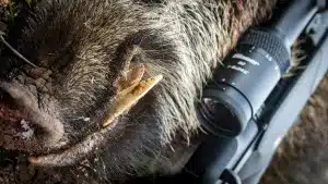 Misteriosa muerte de un cazador hallado con un disparo en una pierna y junto al cadáver de un jabalí