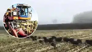 Un agricultor está cosechando un campo de maíz cuando se lleva una inesperada sorpresa