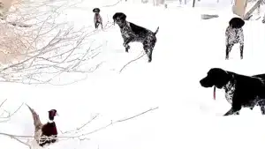 Cuatro bracos alemanes caen en muestra ante un faisán en mitad de la nieve