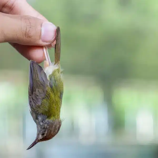 La nueva ley animalista establece penas de prisión por la muerte de pájaros en las pistas de pádel