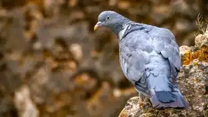 Cientos de miles de palomas ya han llegado al centro y sur peninsular: se prevé un buen fin de semana para su caza