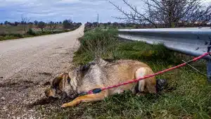 Los abandonos de perros aumentan tras la aprobación de la ley animalista