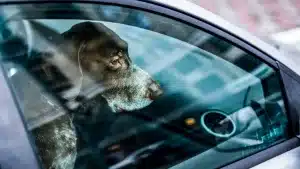 Ley animalista: ¿Puedo dejar a un perro solo en el coche? ¿Y en una furgoneta camper o caravana?