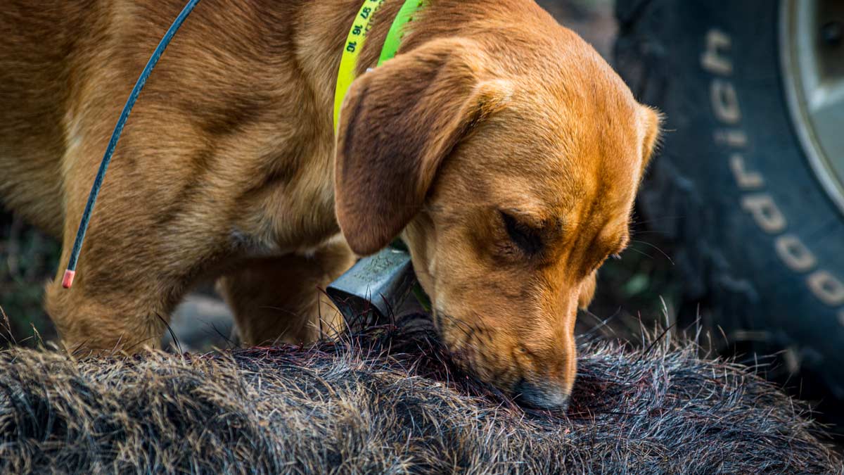 muerden los perros ganaderos