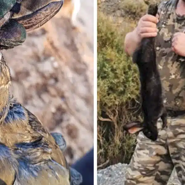 Un zorzal con la nuca blanca y un conejo negro: dos de las sorpresas que ha dado la caza este fin de semana