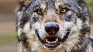 Las federaciones de caza piden el apoyo del Gobierno a la propuesta de la CE de rebajar el blindaje del lobo