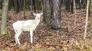 Un conductor se cruza con este regalo de la naturaleza: un precioso gamo blanco