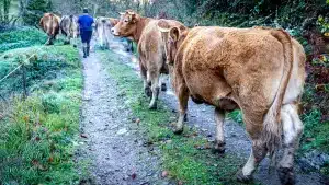 Condenan a un ganadero a pagar más de 100.000 euros a sus vecinos por el ruido y olor de sus vacas