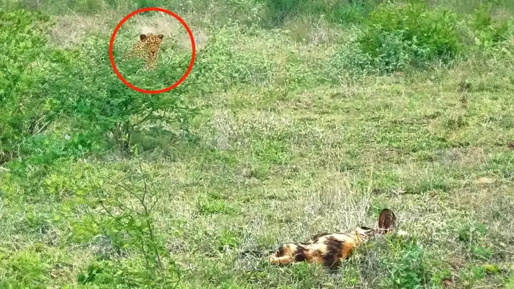 Un leopardo intenta cazar a varios perros salvajes mientras duermen