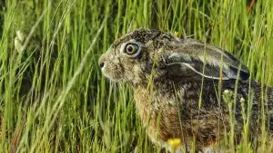Un nuevo estudio revela las causas que podrían estar detrás del declive del conejo y la liebre en España