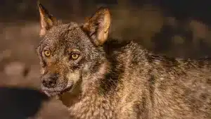 Aparece un lobo cojo en Ciudad Real y proponen su captura para curarlo