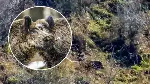 Graban a dos jabalíes peleando por una hembra en celo en Cantabria