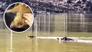 La reacción de un cazador al ver ahogarse a una cría de jabalí que cruzaba un pantano siguiendo a su madre