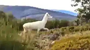 Un cazador se encuentra frente a frente con una cierva completamente blanca en Salamanca
