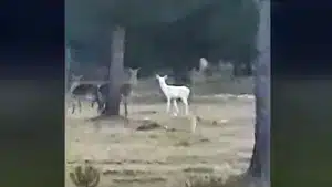 Graban a un increíble ciervo con el pelaje completamente blanco en Doñana