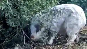 Un senderista confunde un cerdo vietnamita con un jabalí blanco y las redes estallan en carcajadas
