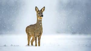 Llamamiento a los cazadores para continuar estudiando las enfermedades del corzo