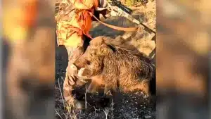 Un jabalí ataca a un cazador y le da un colmillazo en la rodilla