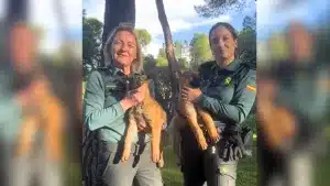 La Guardia Civil busca voluntarios para adoptar temporalmente cachorros de sus perros de trabajo