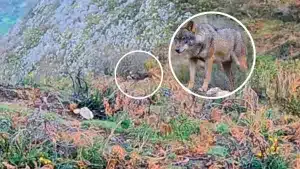 Un lobo se planta a solo 10 metros de este cazador en una batida de jabalíes en Asturias