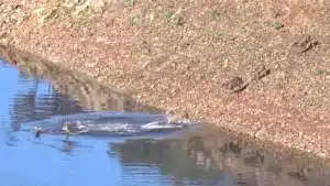 Ocho ciervas se lanzan al agua y cruzan nadando este río en Extremadura
