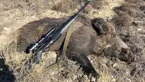 Un cazador abate un jabalí en Lleida tras protagonizar un lance de película