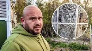 El Pencho captura un gran jabalí con una de sus jaulas trampa: «Mirad qué pedazo de bicho»