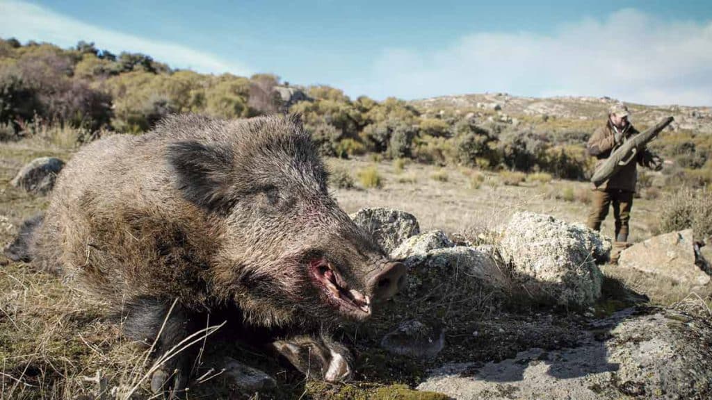 Monterías: analizamos cómo es la punta perfecta para cazar jabalíes y ciervos