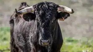 Una vaca mata a un veterinario en un saneamiento de Badajoz tras darle un golpe en la sien