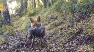 Una cámara trampa pilla in fraganti a un zorro con un corcino en su boca