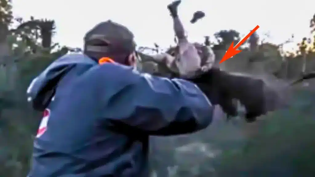 Un cazador vuelve a nacer dos veces en pocos segundos: es embestido por un búfalo mientras es tiroteado