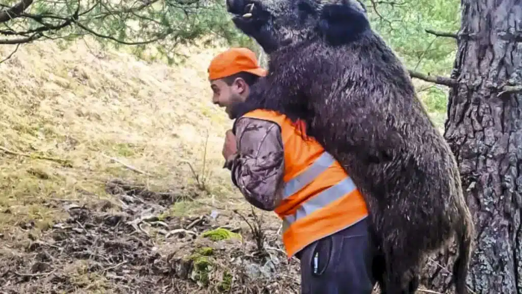 Un cazador carga a sus espaldas con un jabalí de casi 100 kilos para sacarlo del monte