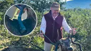 Cazan un ‘ciervo berenjena’ en Toledo